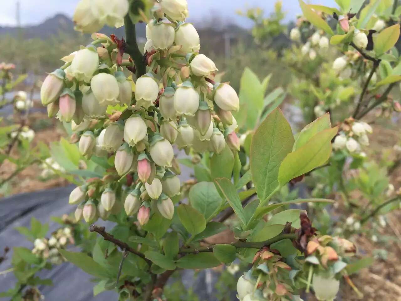 汪家乡蓝莓花开春意浓