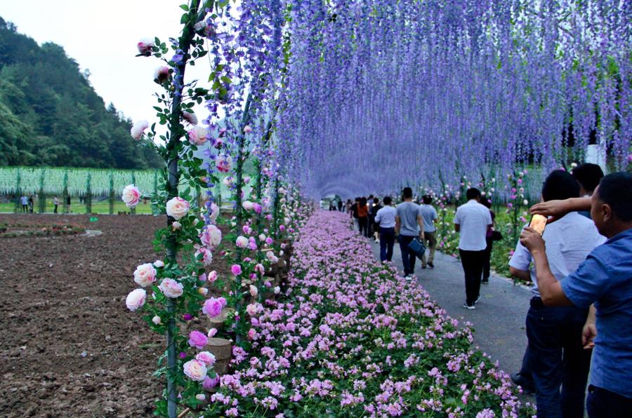 曾家山花千谷图片